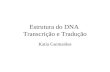 Estrutura do DNA  Transcrição e Tradução