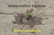 Watermelon Update