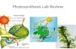 Photosynthesis Lab Review