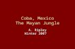 Coba, Mexico The Mayan Jungle