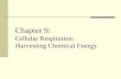 Chapter 9:       Cellular Respiration: Harvesting Chemical Energy