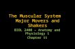 The Muscular System   Major Movers and Shakers