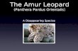The Amur Leopard (Panthera Pardus Orientalis)