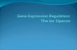 Gene Expression Regulation: The  lac  Operon