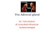 The Adrenal gland