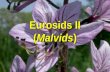 Eurosids II ( Malvids )