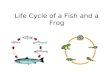 Life Cycle of a Fish and a Frog