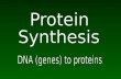 Protein  Synthesis