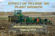 EFFECT OF TILLAGE  ON PLANT GROWTH