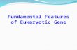 Fundamental Features of Eukaryotic Gene