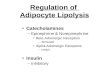 Regulation of  Adipocyte Lipolysis