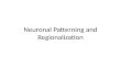 Neuronal  Patterning and Regionalization