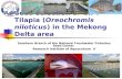 Seed selection of GIFT Tilapia ( Oreochromis niloticus ) in the Mekong Delta area