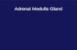Adrenal Medulla Gland