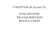 CHAPTER 28 (Genes X) EUKARYOTIC TRANSCRIPTION REGULATION