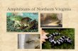 Amphibians of Northern Virginia