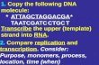 1.  Copy the following DNA molecule: * ATTAGCTAGGACGA * TAATCGATC CTGC T