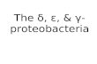 The δ, ε, & γ-proteobacteria