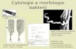 Cytologie a morfologie bakterií