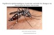 Vigilância epidemiológica /controle vetorial da dengue no município de Belo Horizonte