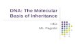 DNA: The Molecular Basis of Inheritance