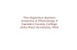 The Digestive System Anatomy & Physiology II Camden County College John-Paul Vermitsky, PhD
