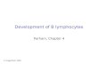 Development of B lymphocytes