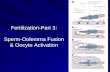 Fertilization-Part 3: Sperm-Oolemma Fusion & Oocyte Activation