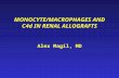 MONOCYTE/MACROPHAGES AND C4d IN RENAL ALLOGRAFTS