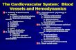 The Cardiovascular System:  Blood Vessels and Hemodynamics