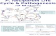 P. falciparum  Life Cycle & Pathogenesis of Malaria