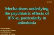 Mechanisms underlying the psychiatric effects of IFN- α , particularly in anhedonia