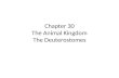 Chapter 30 The Animal Kingdom The Deuterostomes