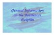 General Information on the Bottlenose Dolphin