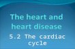 The heart and heart disease