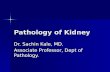 Pathology of Kidney