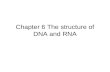 Chapter 6 The structure of DNA and RNA