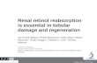 Renal retinol reabsorption is  essential in  tubular damage and regeneration