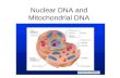 Nuclear DNA and Mitochondrial DNA