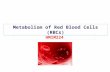 Metabolism of Red Blood Cells (RBCs)