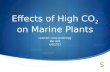 Effects of High CO 2  on Marine Plants