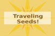 Traveling Seeds!
