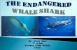 The Endangered Whale Shark