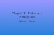Chapter 31: Fishes and Amphibians
