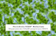Ferredoxin -NADP + Reductase Ферредоксин-НАДФ-редуктаза  (ФНР)