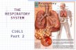 THE RESPIRATORY  SYSTEM