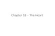Chapter  18  –  The Heart