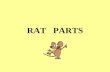 RAT   PARTS