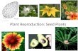 Plant Reproduction: Seed Plants