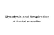 Glycolysis and Respiration